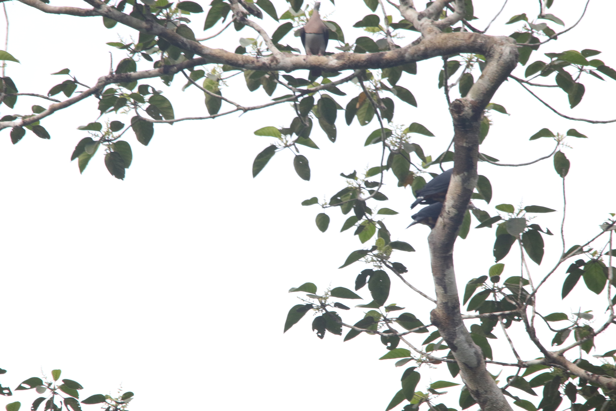 Zoe's Imperial Pigeon (Ducula zoeae), photo 6