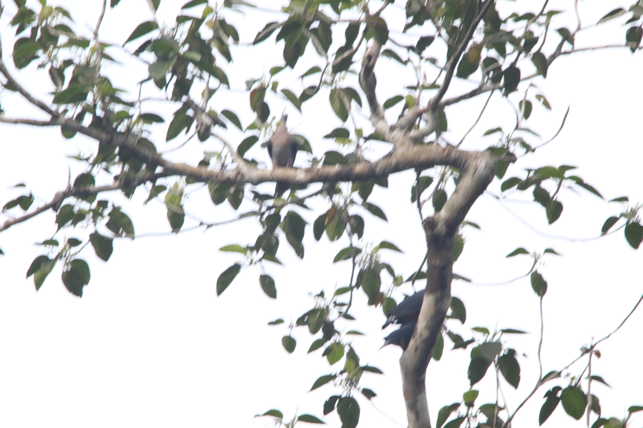 Zoe's Imperial Pigeon (Ducula zoeae), photo 5