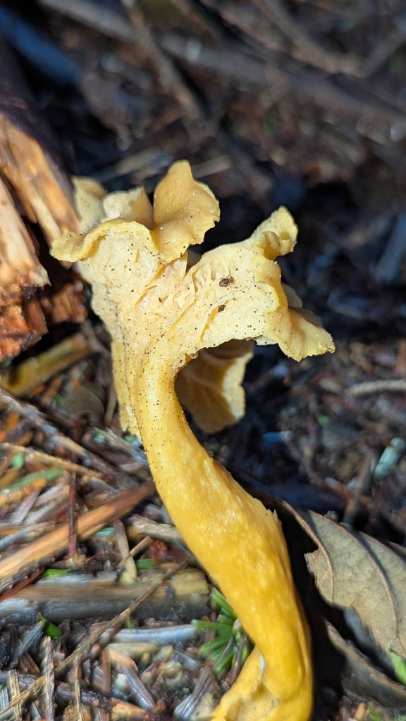 Craterellus tubaeformis · February 2026 · photo: © benkeen (iNaturalist, cc0)