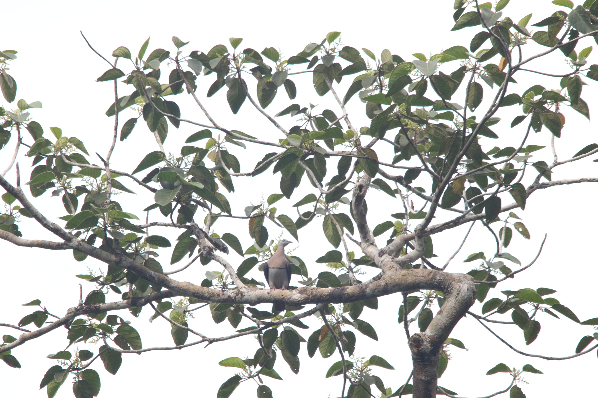 Zoe's Imperial Pigeon (Ducula zoeae), photo 7