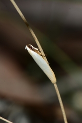 Scieropepla polyxesta