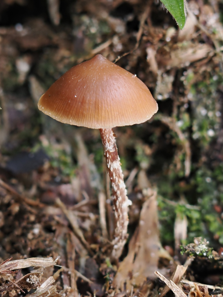 Psilocybe hoogshagenii · February 2026 · photo: © alan_rockefeller (iNaturalist, cc-by-sa)