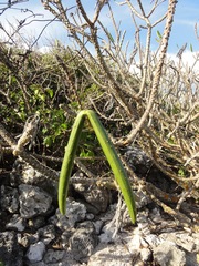 Plumeria emarginata