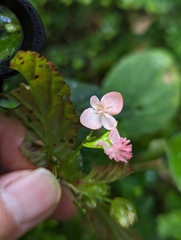 Begonia urticae