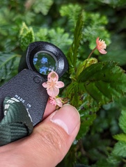 Zihao Wang, CC BY, iNaturalist via GBIF Begonia urticae, photograph Zihao Wang, CC BY, iNaturalist via GBIF