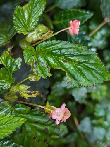 Begonia urticae, photograph 1