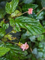 Zihao Wang, CC BY, iNaturalist via GBIF Begonia urticae, photograph Zihao Wang, CC BY, iNaturalist via GBIF