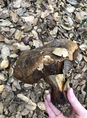 Butyriboletus