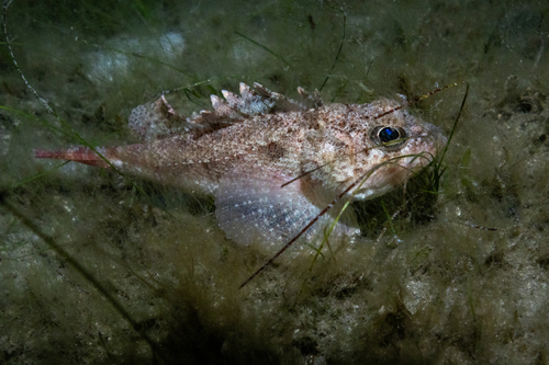Smoothhead scorpionfish (Scorpaena calcarata) — Scorpaenidae — 4