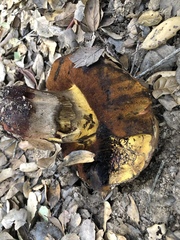 Butyriboletus