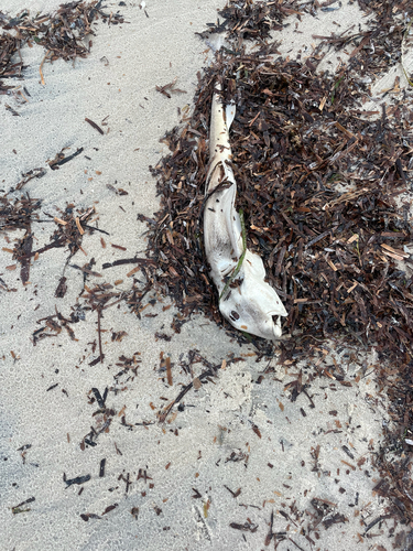 Port Jackson Shark