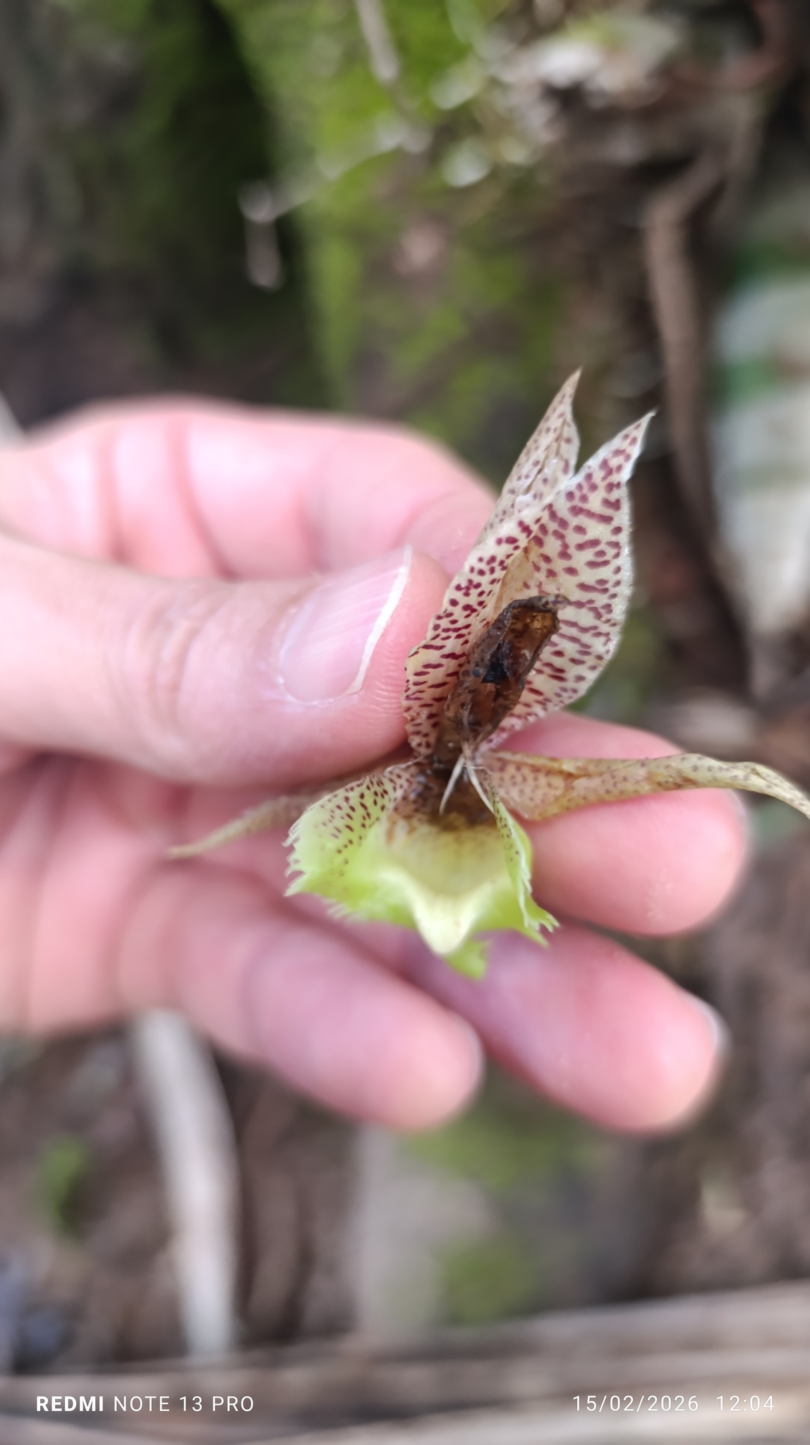 Catasetum fimbriatum