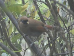 Pterorhinus berthemyi