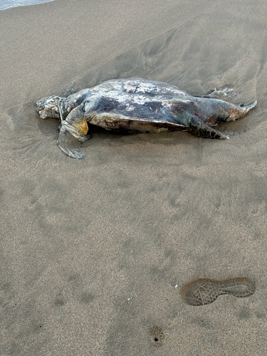 Green Sea Turtle (Chelonia mydas)