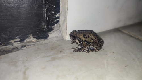 Muller's Narrowmouth Frog