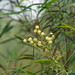 Acacia provincialis - Photo (c) Reiner Richter, μερικά δικαιώματα διατηρούνται (CC BY-NC-SA), uploaded by Reiner Richter
