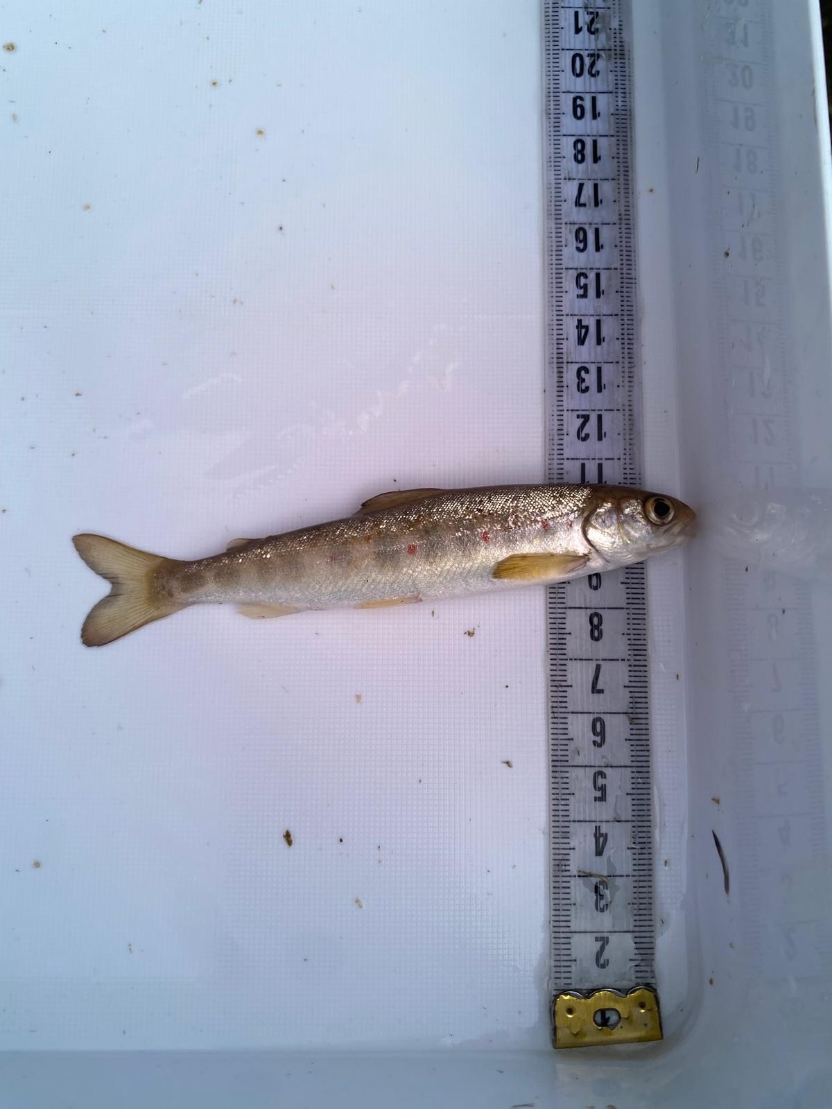 Salmo salar
