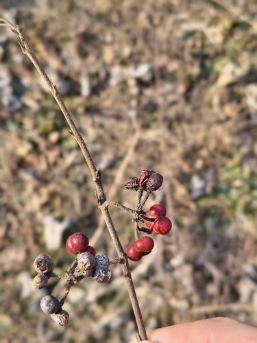 Bilobed grewia (Grewia biloba)