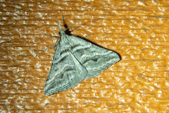 Dichromodes consignata