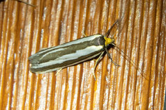 Phytotrypa brochosema