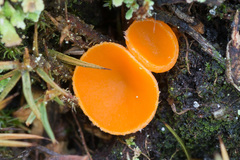 Neottiella