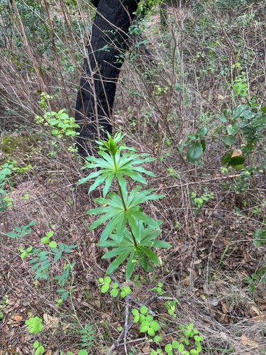 Humboldt lily