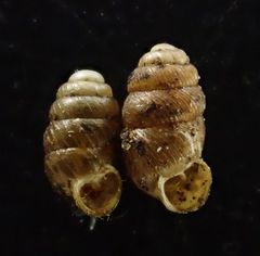 Vertigo californica