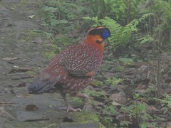 Tragopan temminckii
