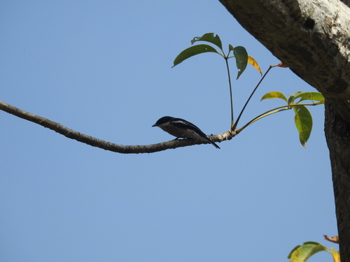 Bar-winged Flycatcher-shrike (Hemipus picatus), photo 6
