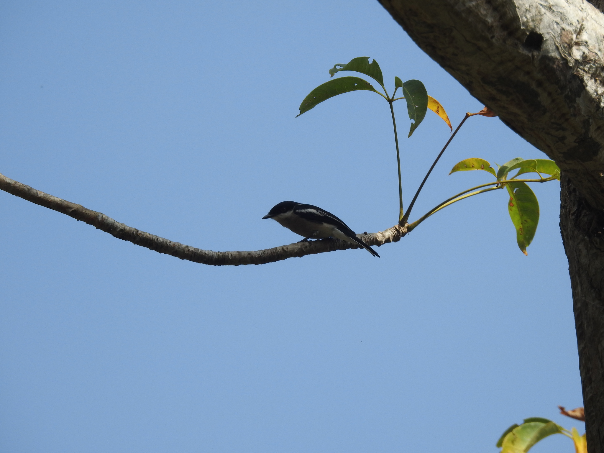 Bar-winged Flycatcher-shrike (Hemipus picatus), photo 9