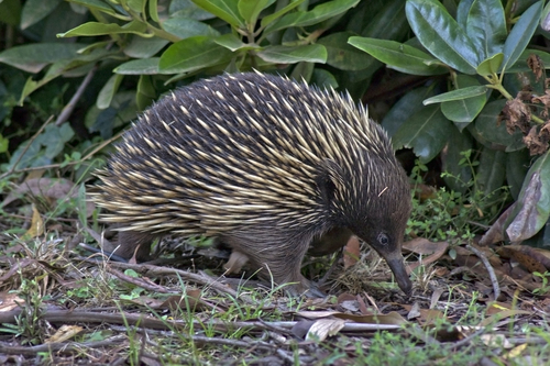 Short-beaked Echidna, photo 6 of 10