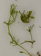 Chara protocharoides