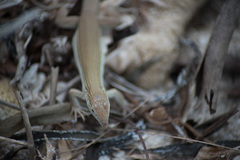 Aspidoscelis maslini