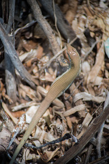 Aspidoscelis maslini