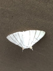 Urapteroides recurvata