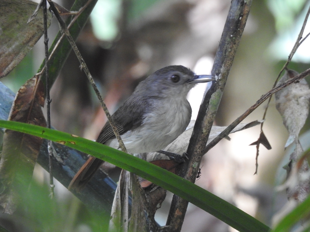 Sooty-capped Babbler (Malacopteron affine)