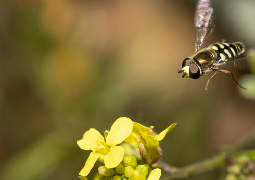 Unknown species found near Simi Valley, CA, USA
