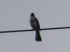 Pycnonotus xanthorrhous