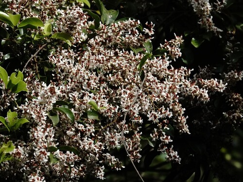 Hog creeper (Brachypterum scandens)