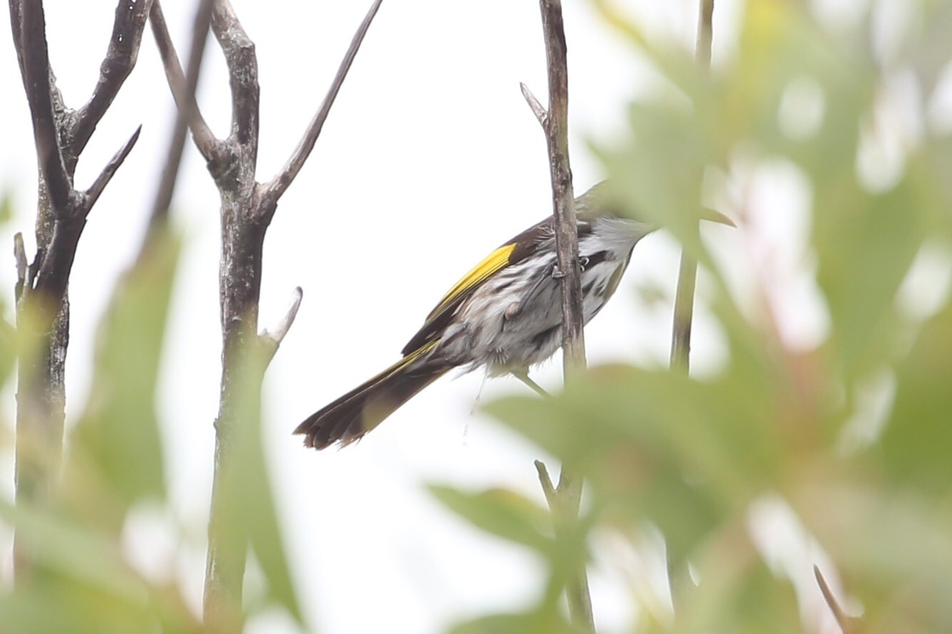 White-cheeked Honeyeater (Phylidonyris niger), photo 10