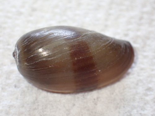 Monetaria caputserpentis observed 2026-02-15