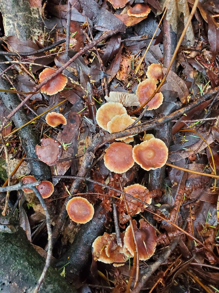 Gymnopus brassicolens · February 2026 · photo: © arlenedevitt (iNaturalist, cc-by)