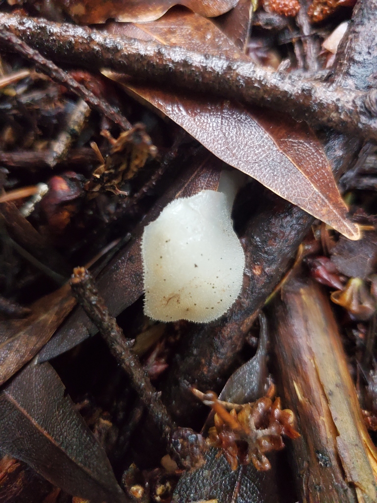 Pseudohydnum gelatinosum · February 2026 · photo: © arlenedevitt (iNaturalist, cc-by)