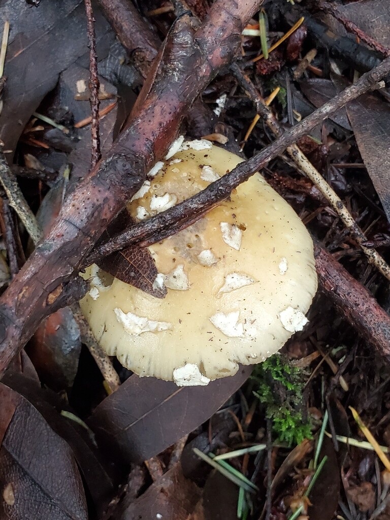 Amanita pantherinoides · February 2026 · photo: © arlenedevitt (iNaturalist, cc-by)