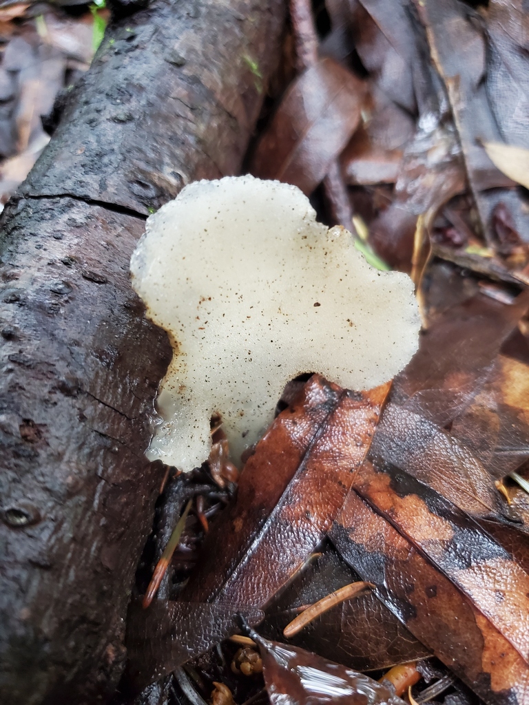 Pseudohydnum gelatinosum · February 2026 · photo: © arlenedevitt (iNaturalist, cc-by)