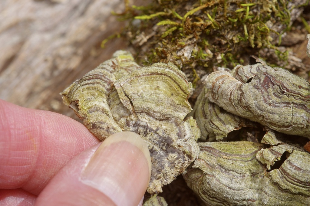 Stereum fasciatum · February 2026 · photo: © pufferchung (iNaturalist, cc-by)