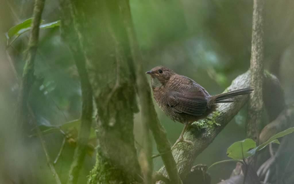 Rufous Scrub-bird photo