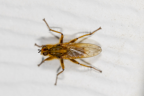 Unknown species found near Catheys Valley, CA, USA