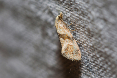 Cochylidia implicitana