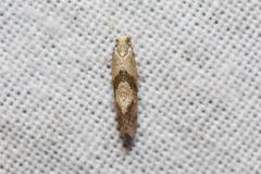 Cochylidia implicitana